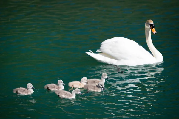 Schwanenmutter Schwimmt Mit Ihren Babys Frühling Seewasser — Stockfoto