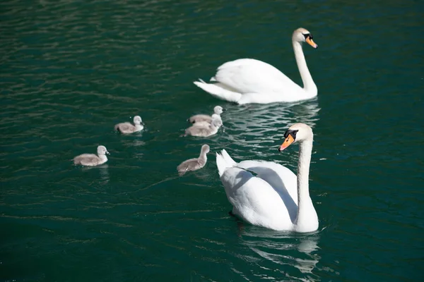 Famiglia Cigno Nuota Sull Acqua Del Lago Tirolo Austria Con — Foto Stock