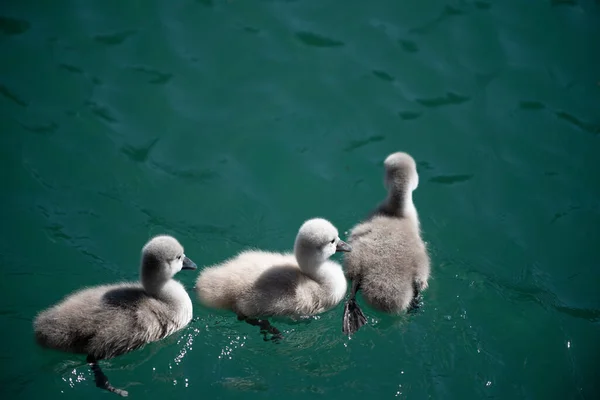 Drei Flauschige Babyschwäne Schwimmen Seewasser — Stockfoto