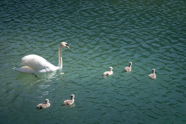 Schwanenfamilie Mutti Schwimmt Mit Babys Grün Blauen Seewasser — Stockfoto