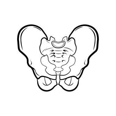 Anatomi insan Pelvis. Vektör çizim üzerinde beyaz izole