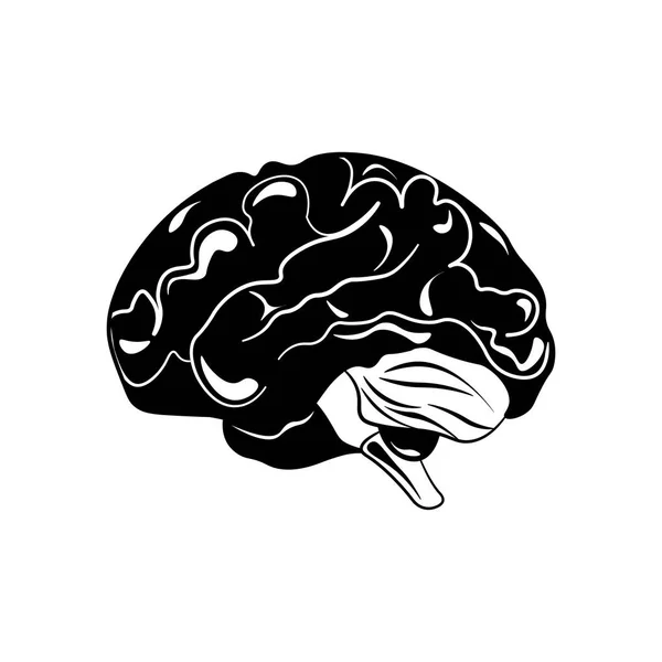 Beyin elle çizilmiş bir beyaz izole. vektör çizim — Stok Vektör