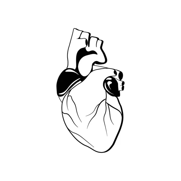 Орган человеческого сердца. Векторная иллюстрация изолирована на белом — стоковый вектор