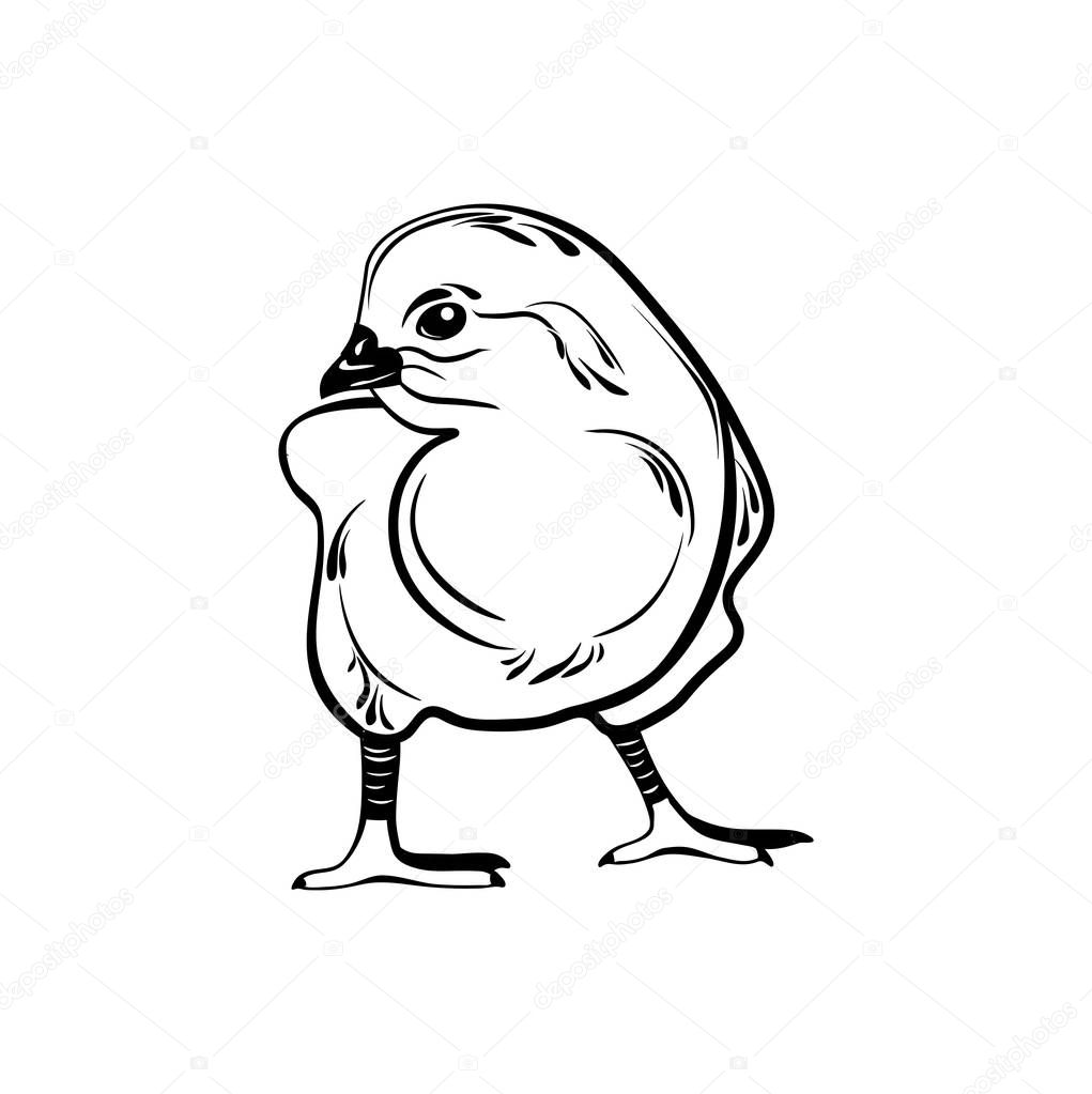 Chick hand drawn. Vector illustration isolated design on white background