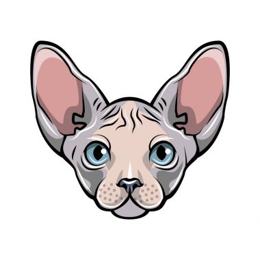 Renkli resimde bir kedi s yüz. Beyaz Sphynx tüysüz kedi.
