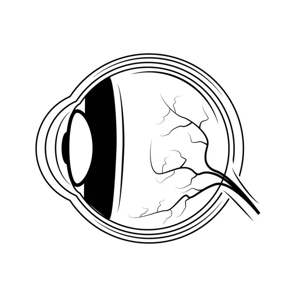 Vektorillustration des menschlichen Auges. Vektor. — Stockvektor