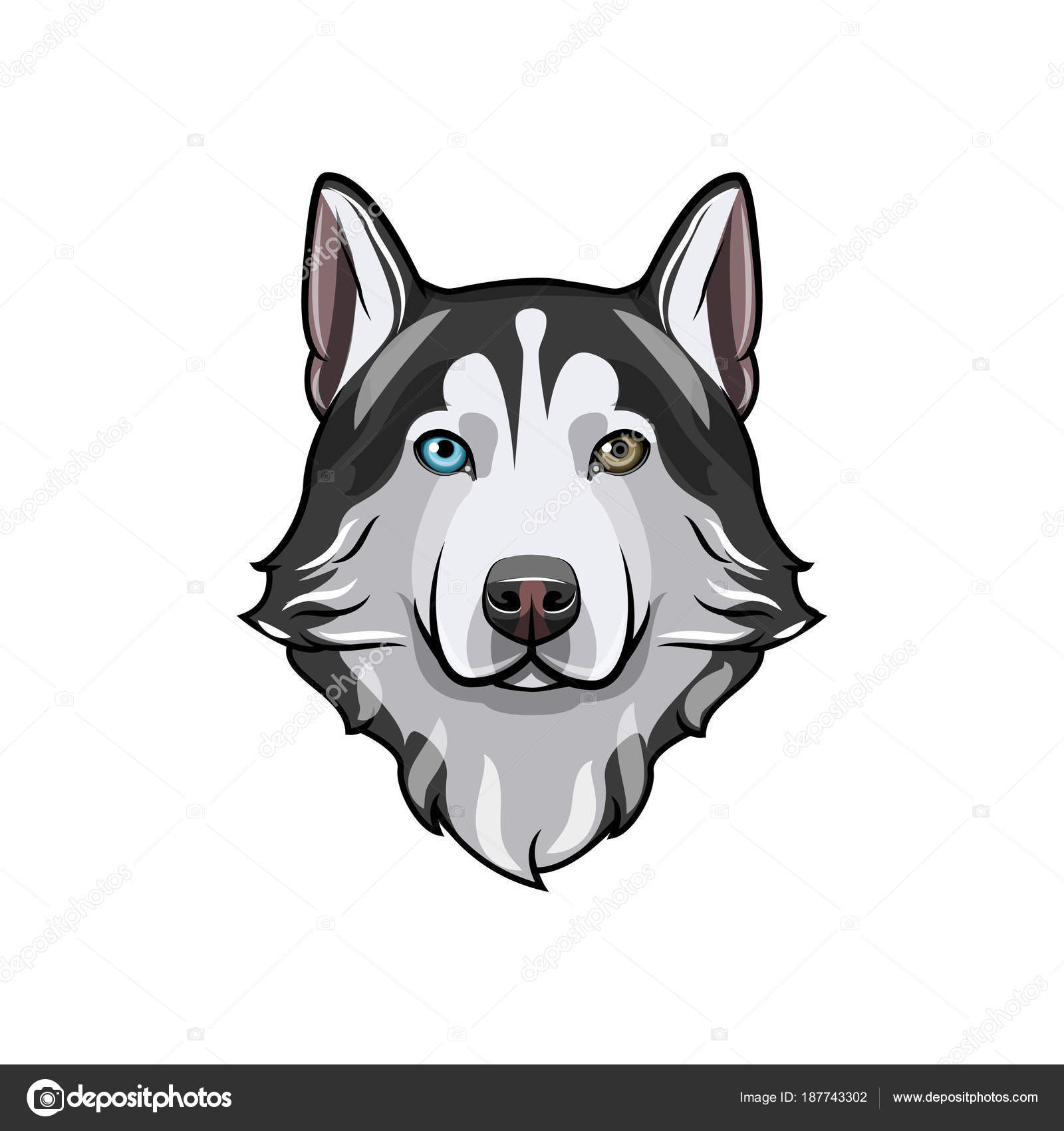 Image vectorielle Husky sibérien noir et blanc aux yeux multicolores.  Portrait de chien dessiné à la main. Illustration vectorielle par ©lh -  187743302, image size:1600x1700