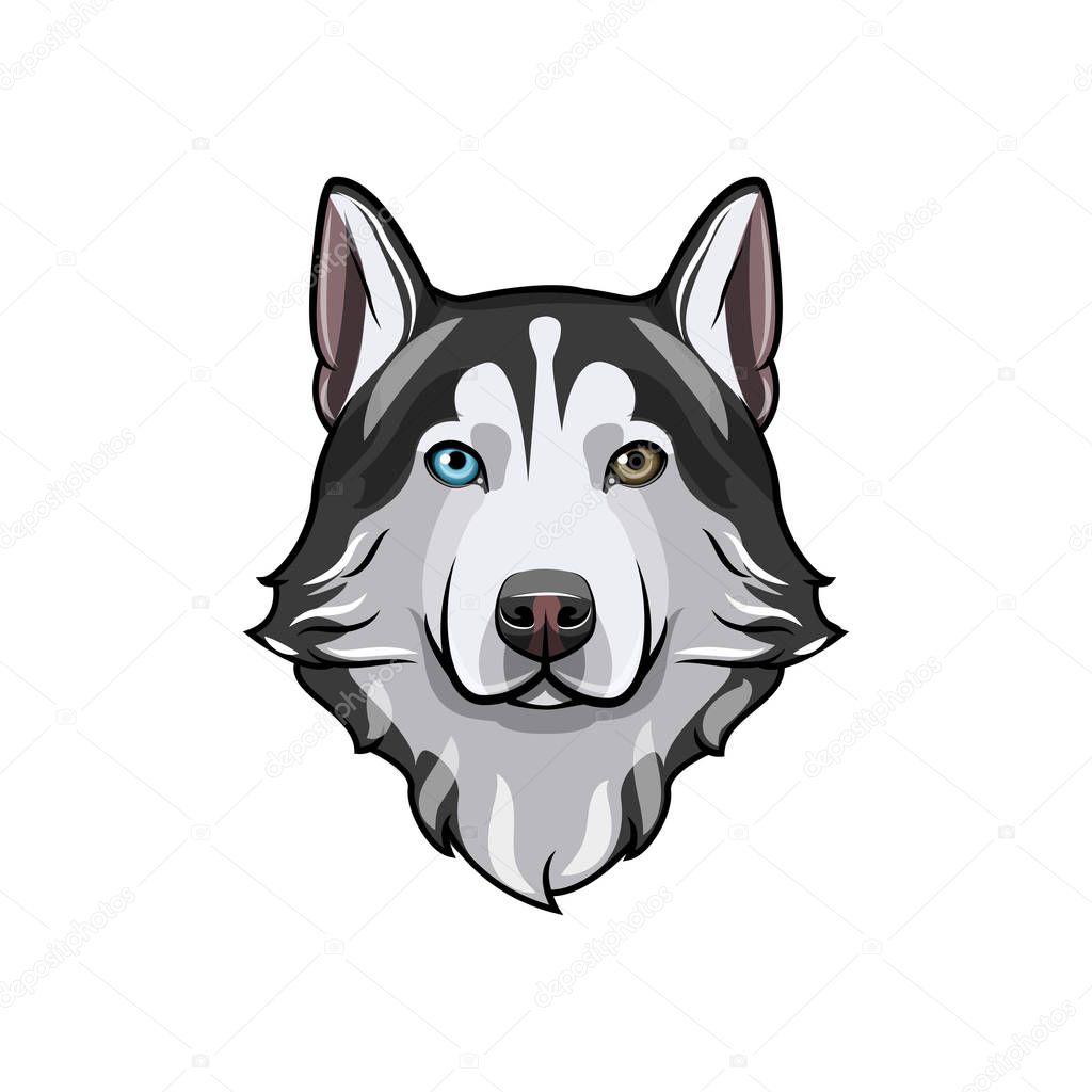 Husky dog portrait. Husky head. Dog breed. Vector illustration. Dog with different colored eyes. Siberian husky with multi-colored eyes.