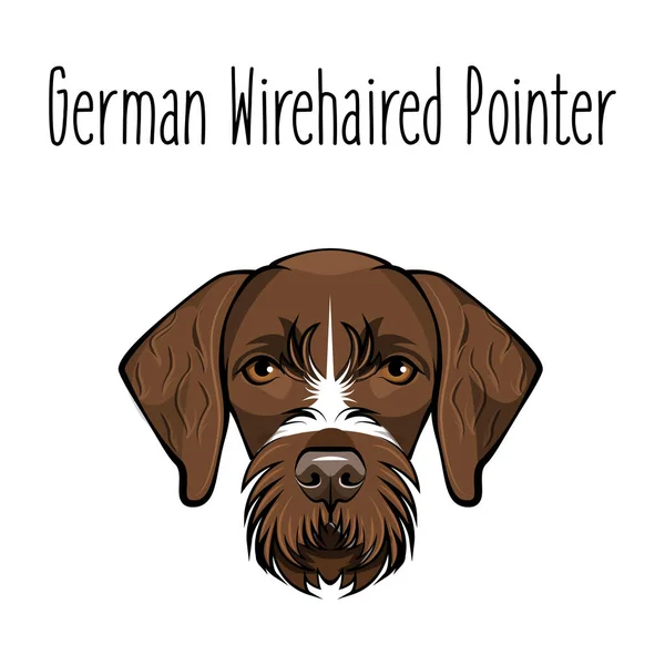 Tedesco Wirehaired Pointer. Razza di cane. Faccia marrone di cane da caccia. Illustrazione vettoriale . — Vettoriale Stock