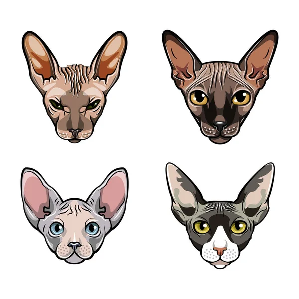 Sphinx cats set. Collection of exotic cats of breed a sphinx. Cat portrait. Vector. — Stock Vector