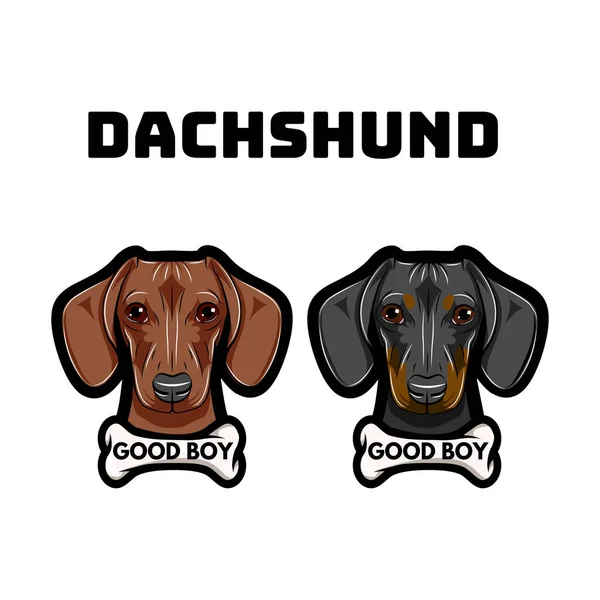 Dachshunds Dog. Osso. Bela inscrição de menino. Raça de cães. Vetor — Vetor de Stock