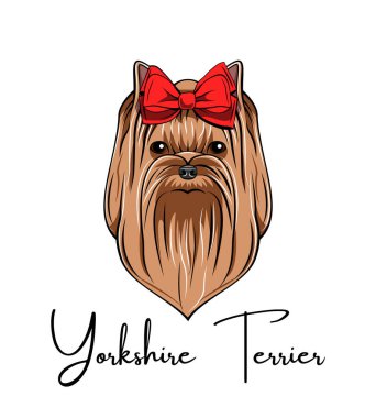 Yorkshire terrier portre. Kırmızı yay. Köpek doğurmak. Köpek baş yüz. Vektör.
