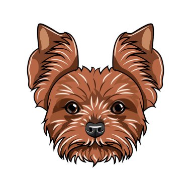 Yorkshire korkunç kafa. Köpek portre. Köpek doğurmak. Vektör.