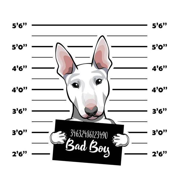 Bullterrier gefangen. Polizeiplakat, Polizeimugshot, Aufstellung. Foto der Festnahme. Fototäter. Vektor. — Stockvektor