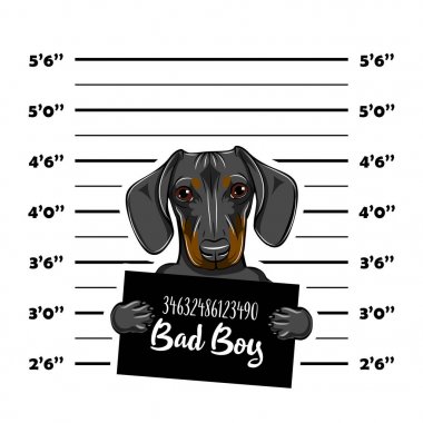 Dachshund mahkum. Tutuklama fotoğraf. Polis, polis mugshot, sanatçısını tasarlamak. Polis Departmanı afiş. Köpek. Vektör.