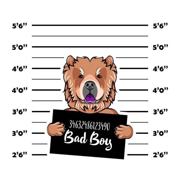 Chow chow dog. Prisoner, convict. Dog criminal. Police placard, Police mugshot, lineup. Arrest photo. Mugshot photo. Vector. — Stock Vector