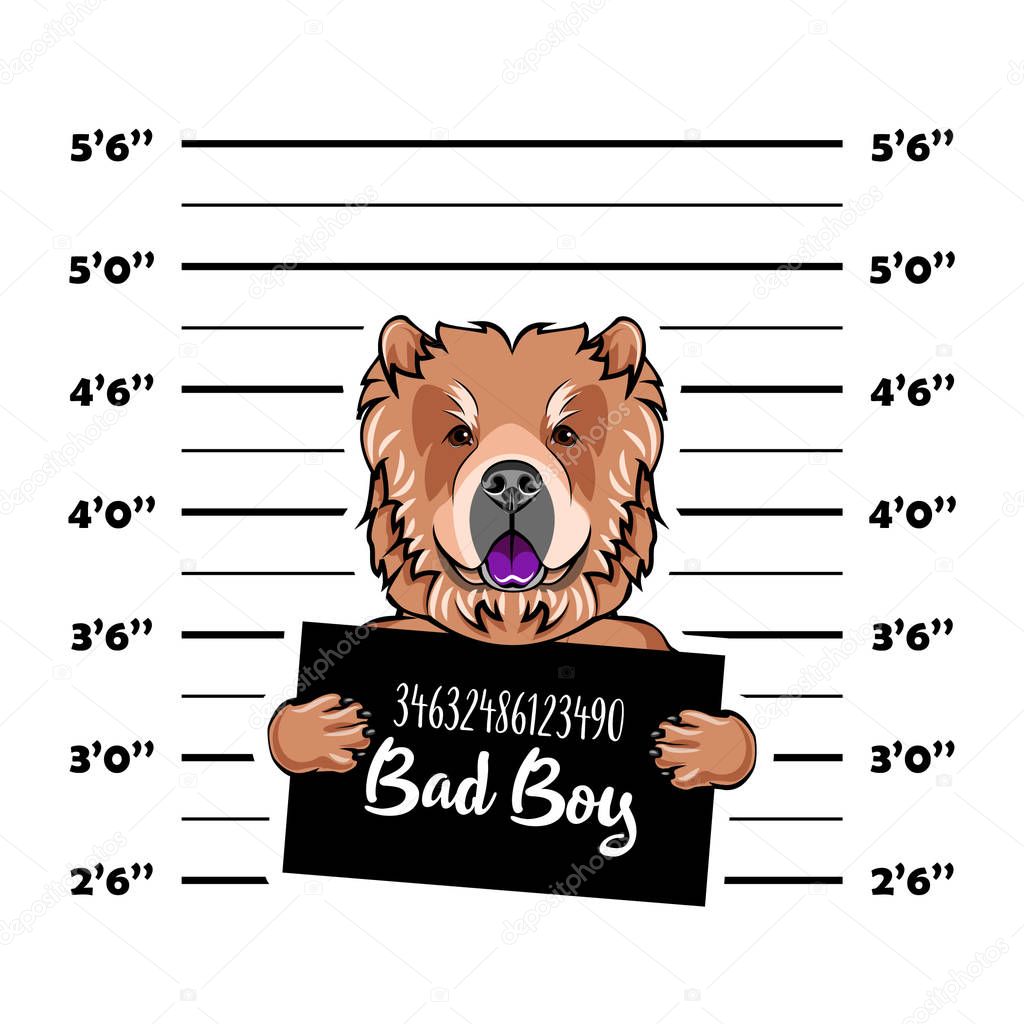Chow chow dog. Prisoner, convict. Dog criminal. Police placard, Police mugshot, lineup. Arrest photo. Mugshot photo. Vector.