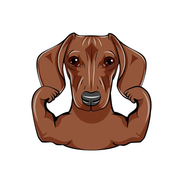 Dachshund dog athlete. Muscles. Sportsman. Dog portrait. Dog breed. Vector — Stock Vector