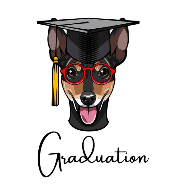 Rusa Toy Terrier graduado. Gorra de graduación. Inscripción de graduación. Retrato de perro. Vector . — Archivo Imágenes Vectoriales