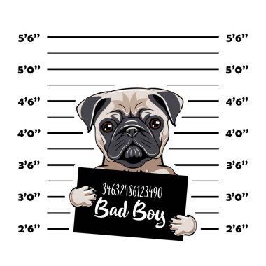 Pug mahkum. Tutuklama fotoğraf. Polis, polis mugshot, sanatçısını tasarlamak. Polis Departmanı afiş. Köpek suçlu. Pug suçlu. Vektör.