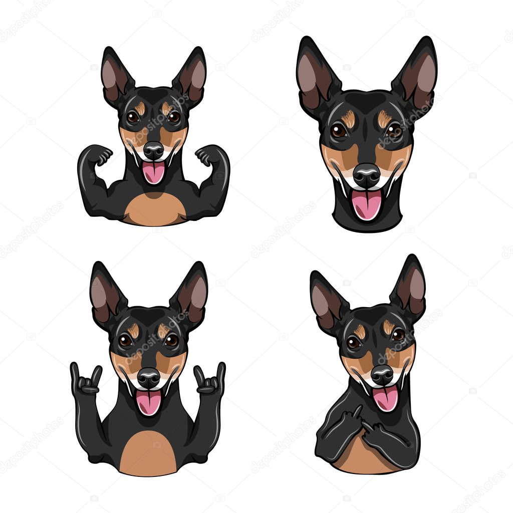 Russian Toy Terrier. Gestures. Middle finger, Muscles, Horns, Rock gesture. Dog face, head, muzzle. Dog breed. Vector.