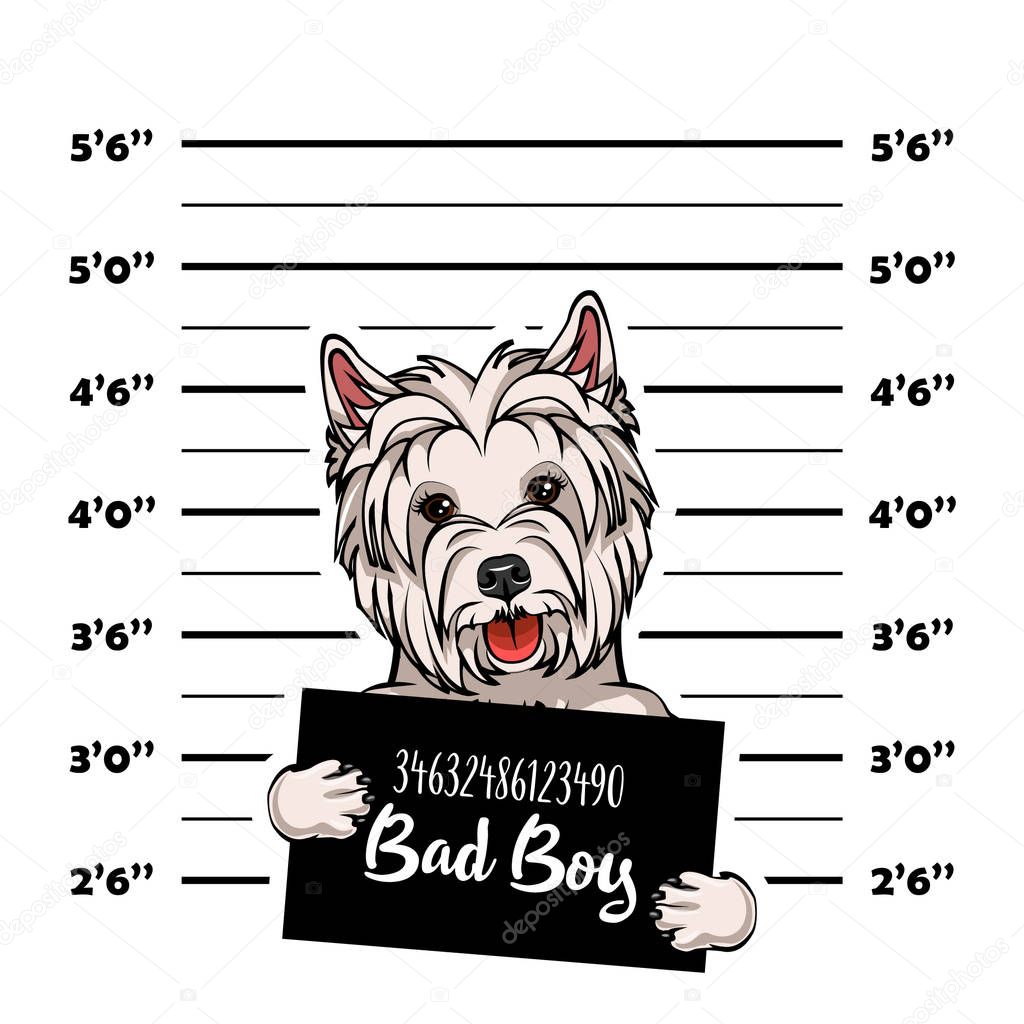 West Highland Terrier mugshot dog. Police banner. Arrest photo. Police placard, Police mugshot, lineup. Police department banner. Dog criminal. Dog offender. Vector.