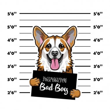 Galce Corgi suçlu. Tutuklama fotoğraf. MugShot fotoğraf. Polis, polis mugshot, sanatçısını köpek mahkum tasarlamak. Fotoğraf suçlu vektör