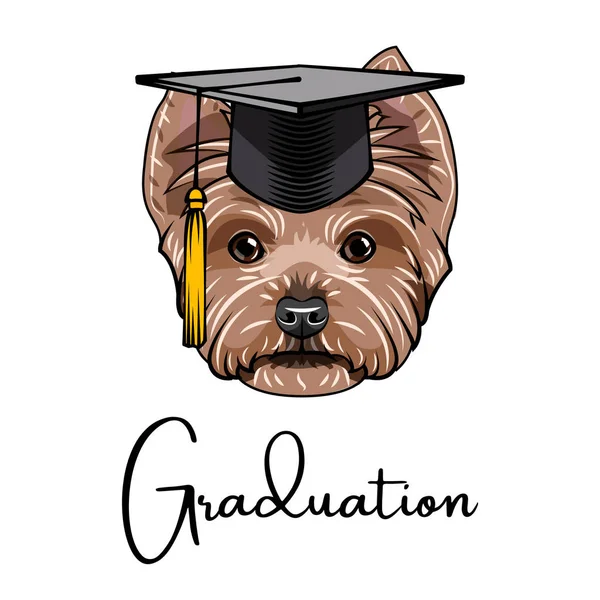 Yorkshire Terrier pies absolwentów. Podziałka czapkę. Portret psa. Wektor. — Wektor stockowy