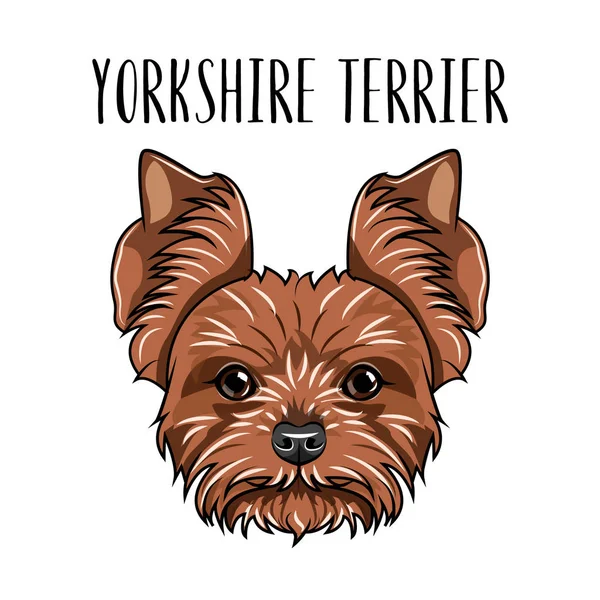 Yorkshire Terrier raça cão. Retrato de Yorkshire Terrier. Vetor — Vetor de Stock