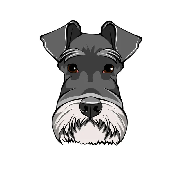 Schnauzer Hundeporträt. Hundekopf, Gesicht, Schnauze. Hunderasse. Vektor. — Stockvektor