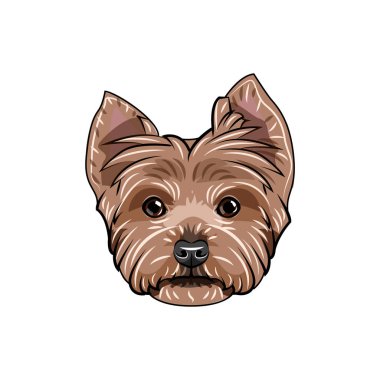 Yorkshire korkunç yüzü. Dog Head'a. Yorkshire terrier portre. Köpek doğurmak. Vektör.
