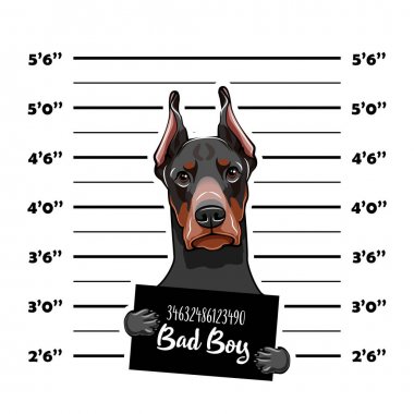 Doberman mahkum. Tutuklama fotoğraf. Suç köpek. MugShot fotoğraf. Polis, polis mugshot, sanatçısını tasarlamak. Tutuklama. Fotoğraf suçlu. Vektör.