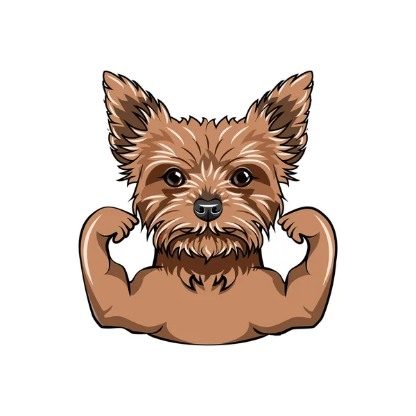 Yorkshire terrier sportowca. Mięśnie. Portret psa. Wektor. — Wektor stockowy