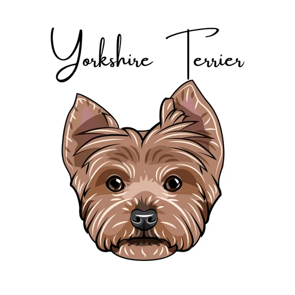 Retrato de Yorkshire Terrier. Cabeça de cão. Letras de Yorkshire Terrier. Raça de cães. Vetor . — Vetor de Stock