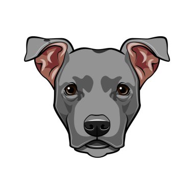 Staffordshire Terrier köpek kafası. Köpek doğurmak. Köpek portre. Vektör.