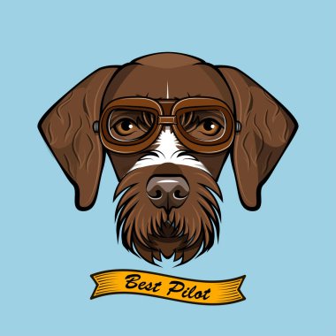 Alman Wirehaired ibre köpek Pilot. Havacı gözlük. En iyi pilot yazı. Vektör.