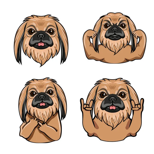 Cão Pekingese. gesto de rock, dedo médio, músculos, chifres, cabeça de cachorro, focinho. Raça de cães. Vetor . —  Vetores de Stock