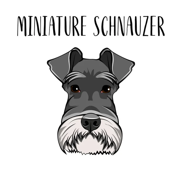 Cane in miniatura Schnauzer razza. Ritratto cane. Muso scnauzer. Vettore . — Vettoriale Stock