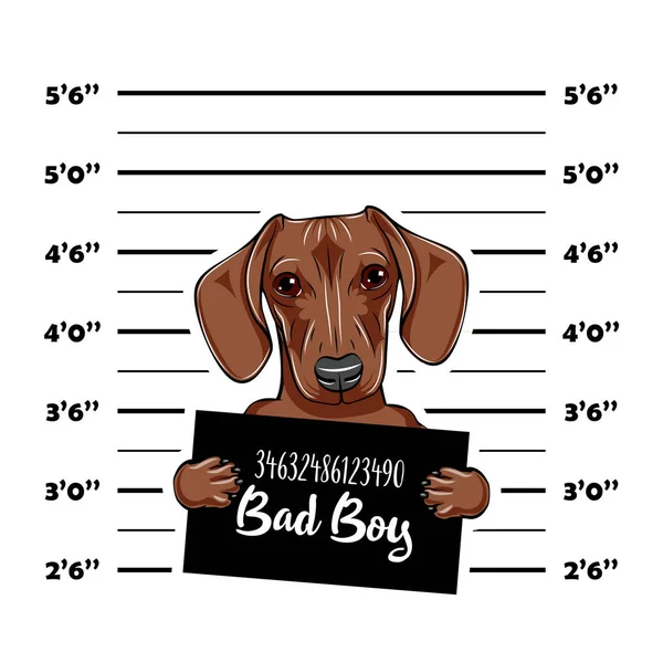 Teckel hond crimineel. Politie mugshot. Hond veroordelen. Hond gevangenis. Vector. — Stockvector