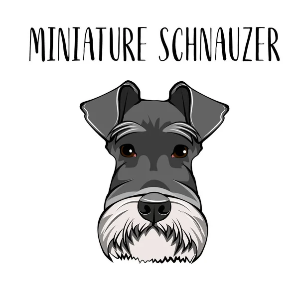 Perro Schnauzer Miniaturaストックベクター ロイヤリティフリーperro Schnauzer Miniaturaイラスト ページ 2 Depositphotos