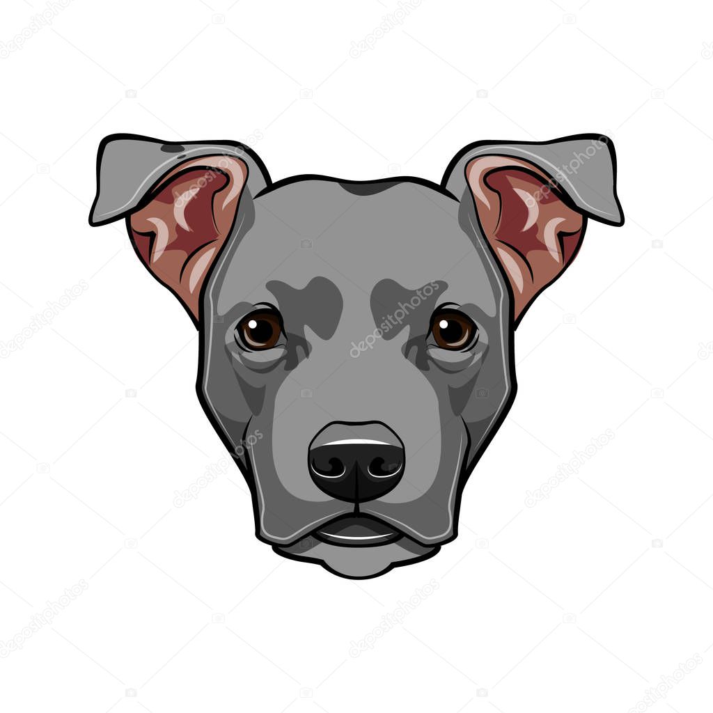 Staffordshire Terrier dog head. Dog breed. Dog portrait. Vector.