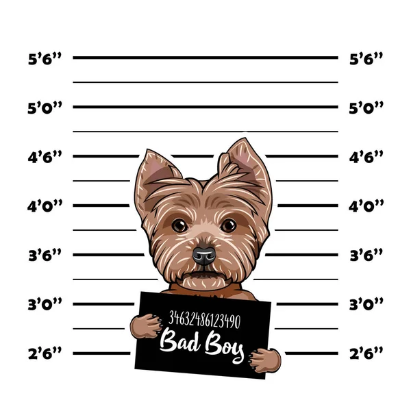 Yorkshire terrier Criminal. Banner de la policía. Arresten la foto. Carteles policiales, disparos policiales, alineación. Banner del departamento de policía. Delincuente canino. Vector . — Vector de stock