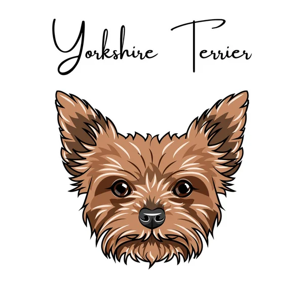 Retrato de Yorkshire terrier. Lindo animal. Raza de perros. Vector . — Vector de stock