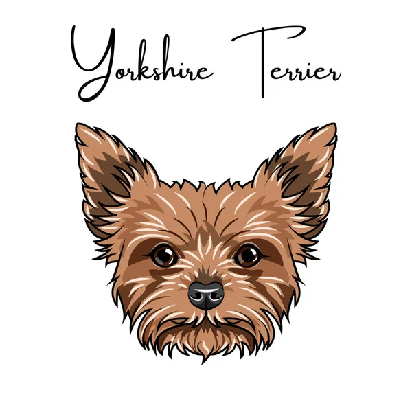 Yorkshire terrier porträtt. Söta djur. Hundras. Vektor. — Stock vektor