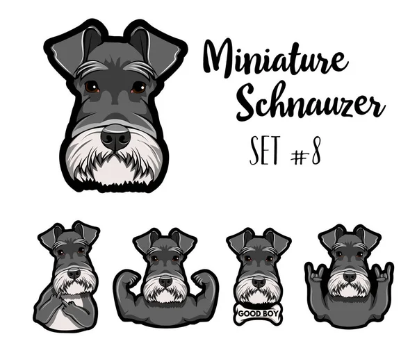 Perro Schnauzer. gesto de rock, dedo medio, músculos, cuernos, hueso. Gestos listos. Retrato de perro. Vector . — Vector de stock
