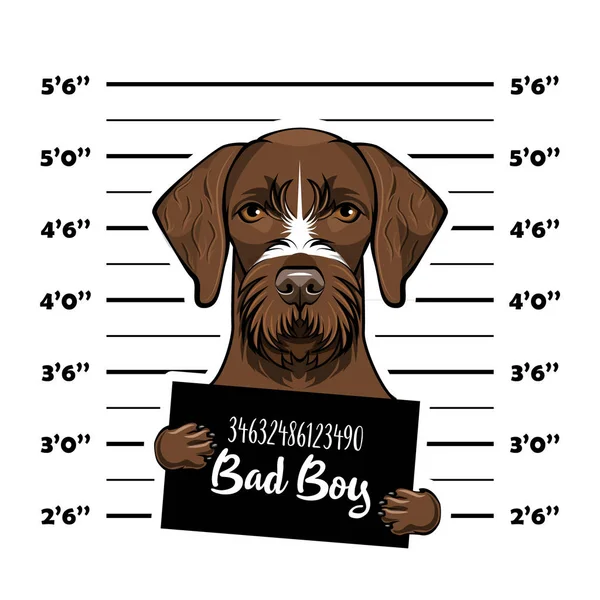 stock vector German shorthaired pointer dog criminal. Police banner. Arrest photo. Police placard, Police mugshot, lineup. Police department banner. Dog offender. Vector.