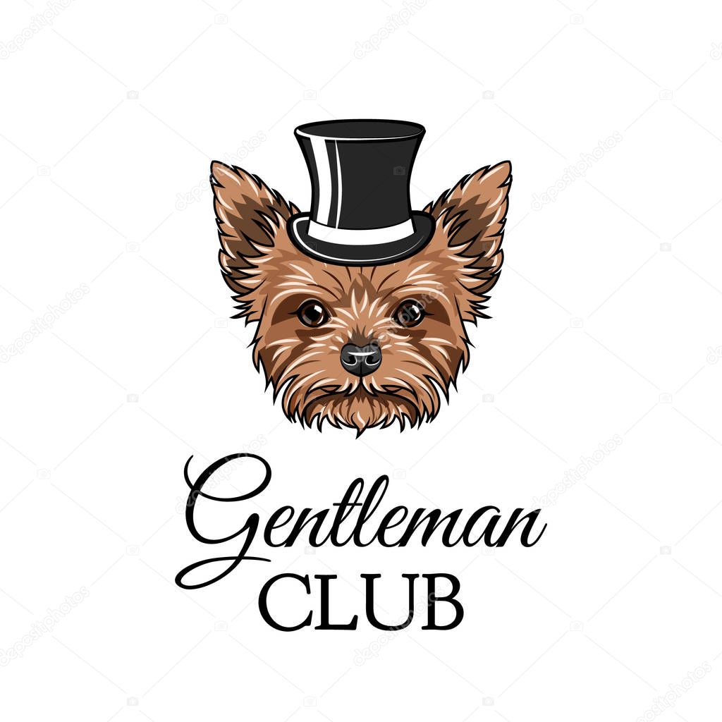 Yorkshire terrier gentleman. Top hat. Gentleman club text. Vector illustration