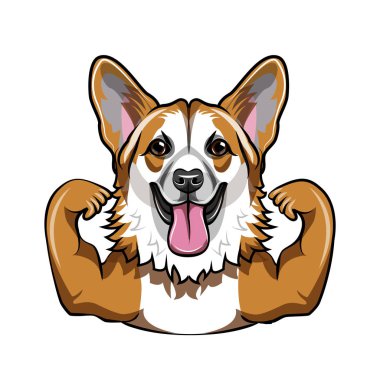 Şirin Galce corgi. Kas. Köpek sporcu, vücut geliştiricisi. Corgi portre. Vektör.