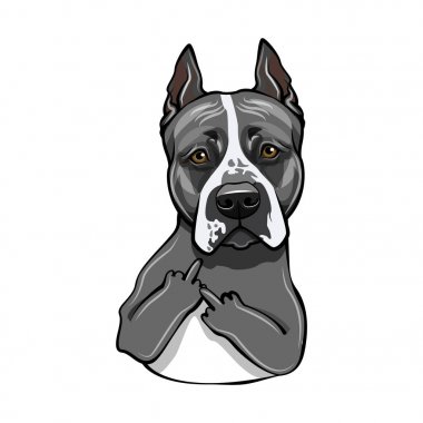 Staffordshire Terrier köpek. Orta parmak hareketi. Staffordshire Terrier portre. Köpek doğurmak. Vektör.