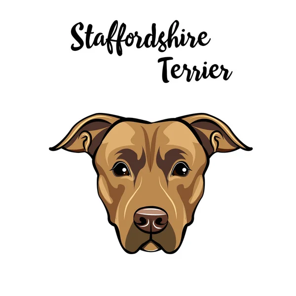 Retrato de cão Staffordshire Terrier. Raça de cães. Cabeça de terrier Staffordshire, cara, focinho. Vetor . —  Vetores de Stock